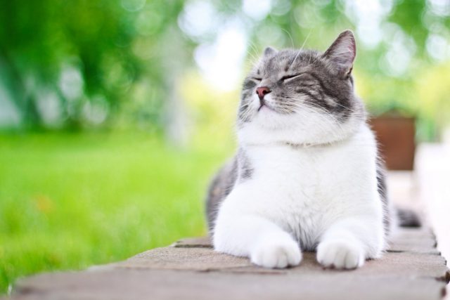 10 «нельзя» для хозяина кошки 10 «нельзя» для хозяина кошки