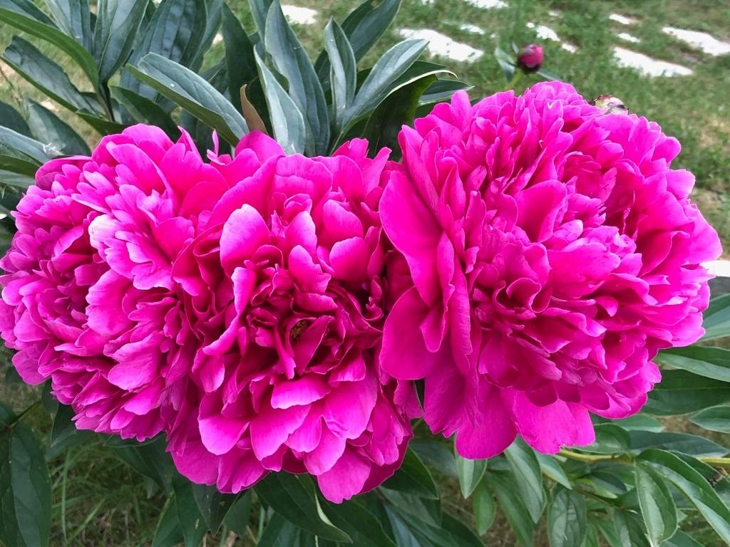 Paeonia-Kansas-2