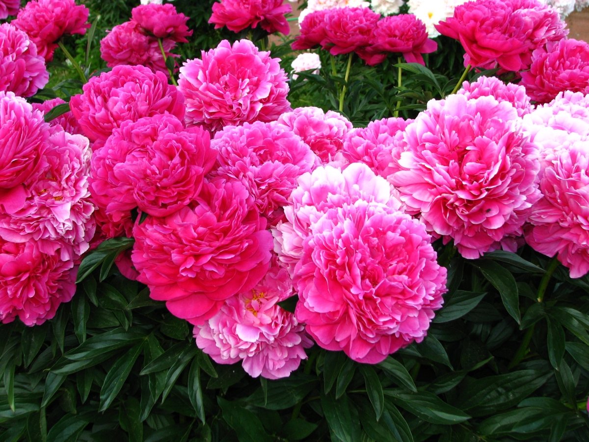 Paeonia-Kansas-3