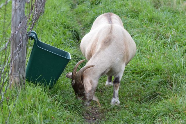 Точно диагностировать беременность козы можно только по увеличению живота