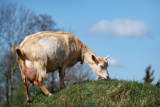За месяц до родов дойную козу «запускают», то есть постепенно прекращают доить