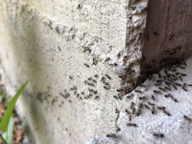 Дом без муравьёв — это просто!
