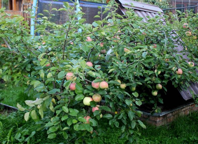 Карликовая яблоня (Malus pumila), сорт «Брат Чудного» Карликовая яблоня (Malus pumila), сорт «Брат Чудного»