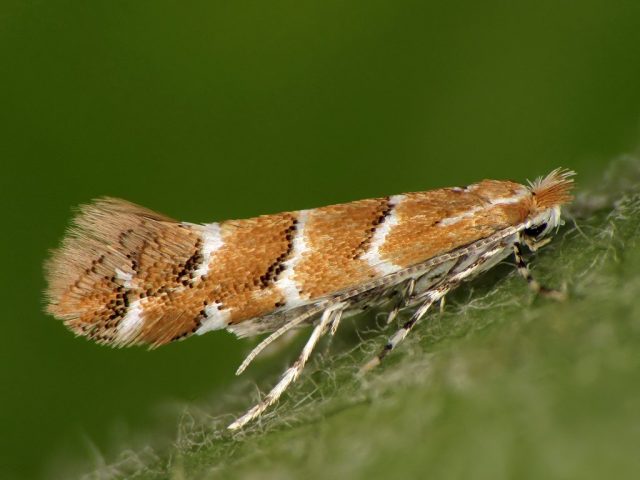 Каштановая минирующая моль (Cameraria ohridella) Каштановая минирующая моль (Cameraria ohridella)