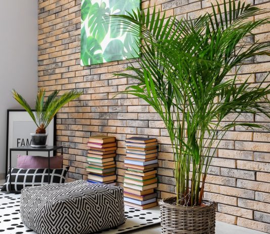 Особенности ухода за комнатными пальмами зимой