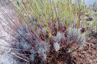 Лаванда узколистная (Lavandula angustifolia) до обрезки Лаванда узколистная (Lavandula angustifolia) до обрезки