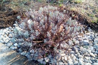Лаванда узколистная (Lavandula angustifolia) после обрезки Лаванда узколистная (Lavandula angustifolia) после обрезки