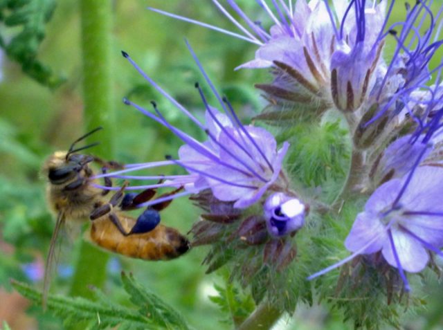 Пчёлка с синей обножкой на фацелии