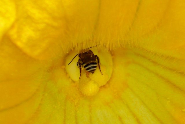 Пчела «с головой в работе» на цветке тыквы