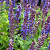 Шалфей дубравный «Нью Дименшен Блю» (Salvia nemorosa 'New Dimension Blue') Шалфей дубравный «Нью Дименшен Блю» (Salvia nemorosa 'New Dimension Blue')