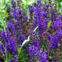 Шалфей дубравный «Карадонна» (Salvia nemorosa 'Caradonna') Шалфей дубравный «Карадонна» (Salvia nemorosa 'Caradonna')