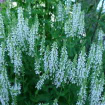 Шалфей дубравный «Шнеехюгель» (Salvia nemorosa 'Schneehugel') Шалфей дубравный «Шнеехюгель» (Salvia nemorosa 'Schneehugel')