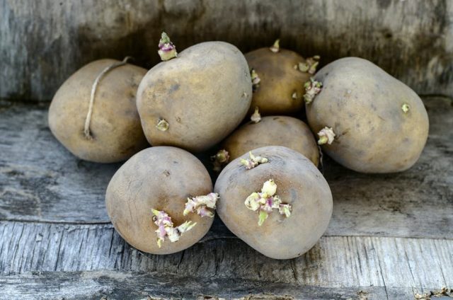 Прорастая, картофель накапливает токсичные вещества хаконин и соланин Прорастая, картофель накапливает токсичные вещества хаконин и соланин