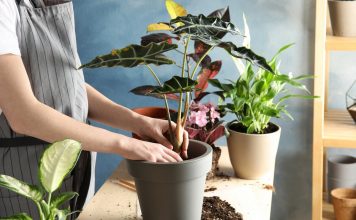 Можно ли пересаживать комнатные растения осенью?