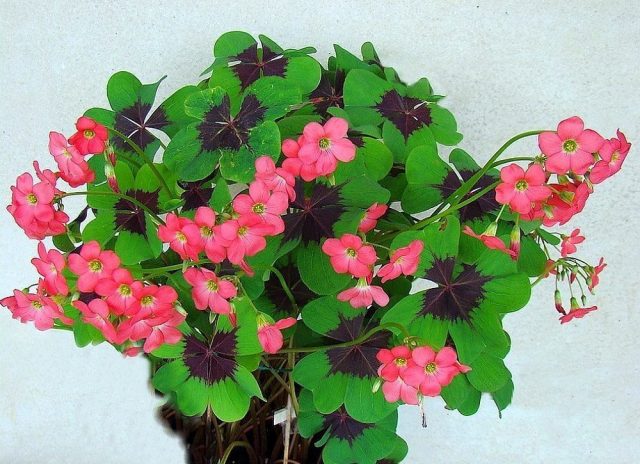 Оксалис Деппе (Oxalis deppei) и его гибриды сбрасывают листья на зиму Оксалис Деппе (Oxalis deppei) и его гибриды сбрасывают листья на зиму