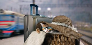 Важные правила транспортировки домашних животных — личный опыт - Животные Важные правила транспортировки домашних животных — личный опыт