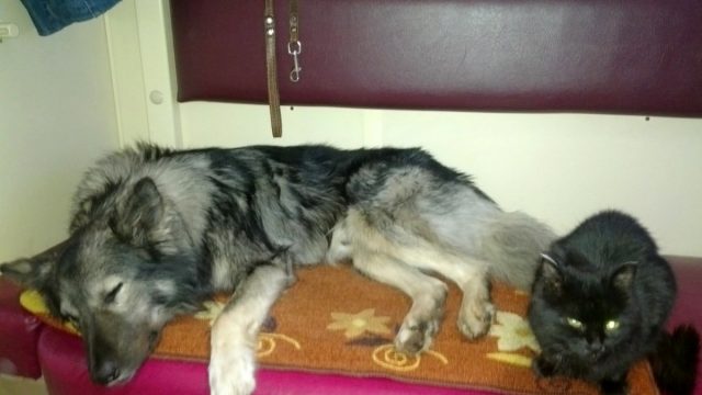 Наши уставшие животные после нескольких дней пути Наши уставшие животные после нескольких дней пути