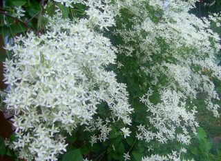 Клематис прямой (Clematis recta) Клематис прямой (Clematis recta)