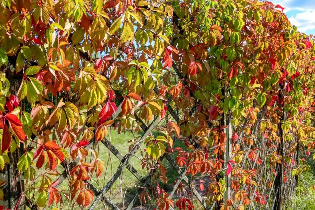 Девичий виноград пятилисточковый (Parthenocissus quinquefolia) Девичий виноград пятилисточковый (Parthenocissus quinquefolia)