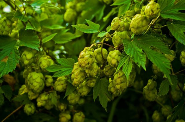 Хмель обыкновенный (Humulus lupulus) Хмель обыкновенный (Humulus lupulus)