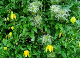 Клематис тангутский Клематис тангутский (Clematis tangutica)