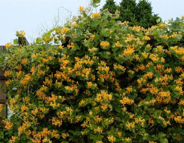 Жимолость Тельмана (Lonicera tellmanniana) Жимолость Тельмана (Lonicera tellmanniana)