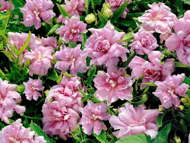 Калистегия пушистая (Calystegia pubescens), махровая форма Калистегия пушистая (Calystegia pubescens), махровая форма