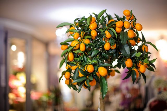 С точки зрения цветовой палитры и влияния на пространство идеальными растениями для детской справедливо считают цитрусовые, например, комнатный лимон
