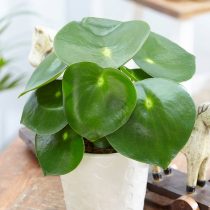 Пеперомия (Peperomia) — одно из лучших растений для детской комнаты Пеперомия (Peperomia) — одно из лучших растений для детской комнаты