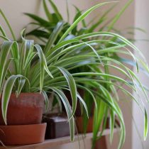 Хлорофитум (Chlorophytum) - одно из лучших комнатных растений для очищения воздуха, а значит - и для детской