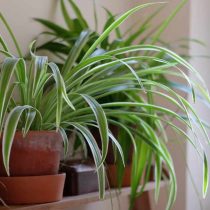 Хлорофитум (Chlorophytum) - одно из лучших комнатных растений для очищения воздуха, а значит - и для детской Хлорофитум (Chlorophytum) - одно из лучших комнатных растений для очищения воздуха, а значит - и для детской