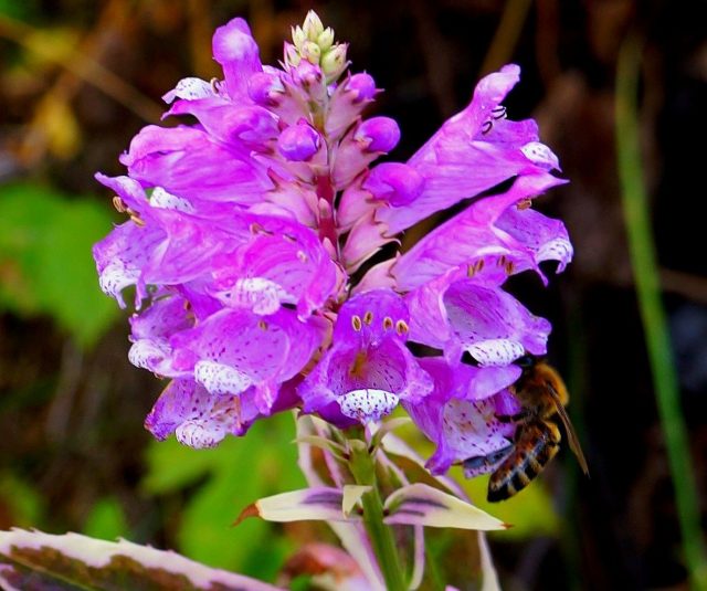 Физостегия «Вариегата» (Physostegia variegata) Физостегия «Вариегата» (Physostegia variegata)
