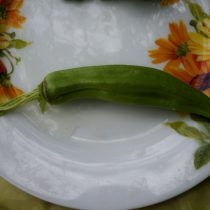 Бамия «Дамские пальчики» Бамия «Дамские пальчики»