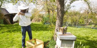 Сколько стоит стать пчеловодом, или Что купить для первой пасеки? - Животные Сколько стоит стать пчеловодом, или Что купить для первой пасеки?