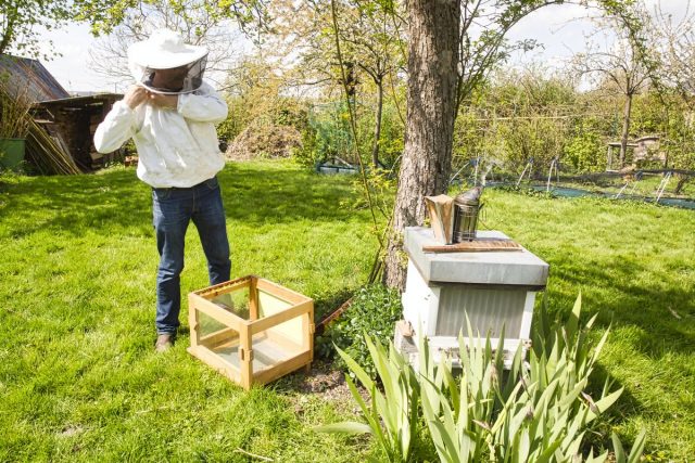 Сколько стоит стать пчеловодом, или Что купить для первой пасеки?