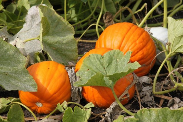 Тыква обыкновенная (Cucurbita pepo L.) Тыква обыкновенная (Cucurbita pepo L.)