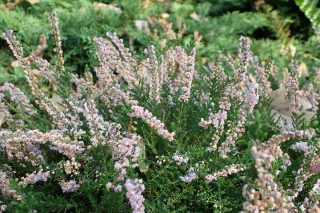 Вереск обыкновенный «Раднор» (Calluna vulgaris 'Radnor') Вереск обыкновенный «Раднор» (Calluna vulgaris 'Radnor')