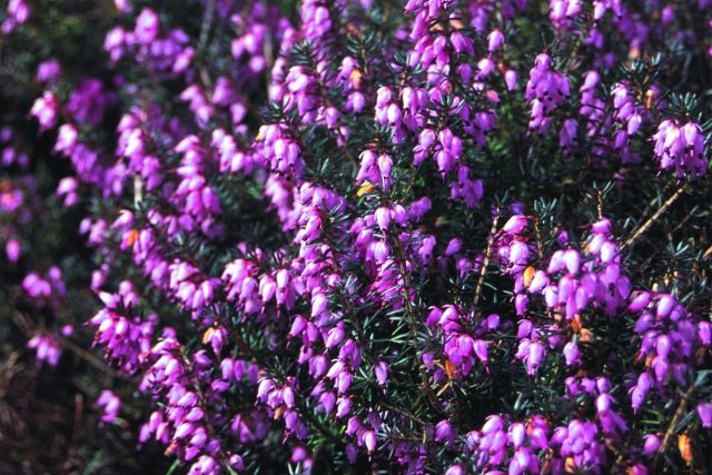 Эрика румяная «Винтер Бьюти» (Erica carnea 'Winter Beauty') Эрика румяная «Винтер Бьюти» (Erica carnea 'Winter Beauty')