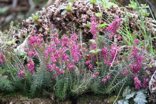 Эрика серая (Erica cinerea) Эрика серая (Erica cinerea)