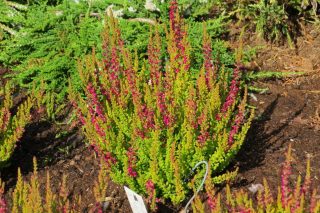 Вереск обыкновенный (Calluna vulgaris) Вереск обыкновенный (Calluna vulgaris)