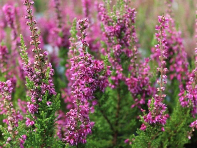 Вереск обыкновенный «Дарк Бьюти» (Calluna vulgaris 'Dark Beauty') Вереск обыкновенный «Дарк Бьюти» (Calluna vulgaris 'Dark Beauty')