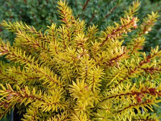 Эрика румяная «Энн Спаркес» (Erica carnea 'Ann Sparkes') Эрика румяная «Энн Спаркес» (Erica carnea 'Ann Sparkes')