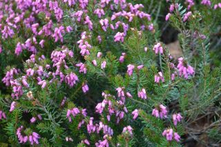 Эрика румяная «Вивели» (Erica carnea 'Vivelli') Эрика румяная «Вивели» (Erica carnea 'Vivelli')