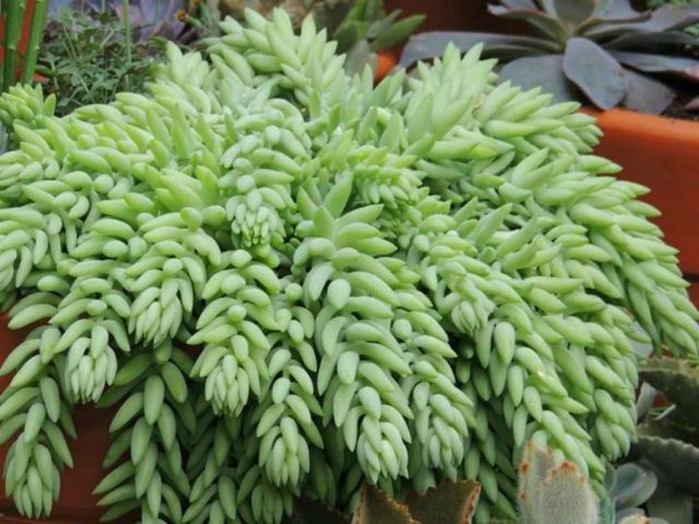 Очиток Моргана (Sedum morganianum) Очиток Моргана (Sedum morganianum)