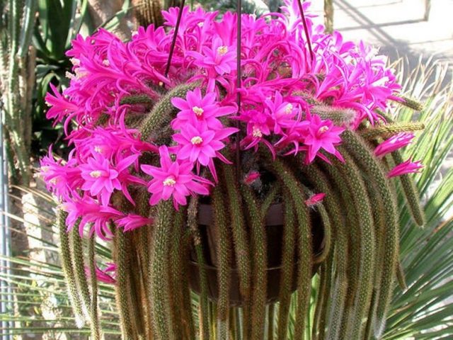 Дизокактус плетевидный (Disocactus flagelliformis) Дизокактус плетевидный (Disocactus flagelliformis)