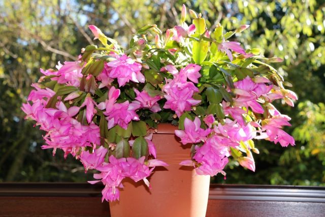 Шлюмбергера (Schlumbergera) Шлюмбергера (Schlumbergera)