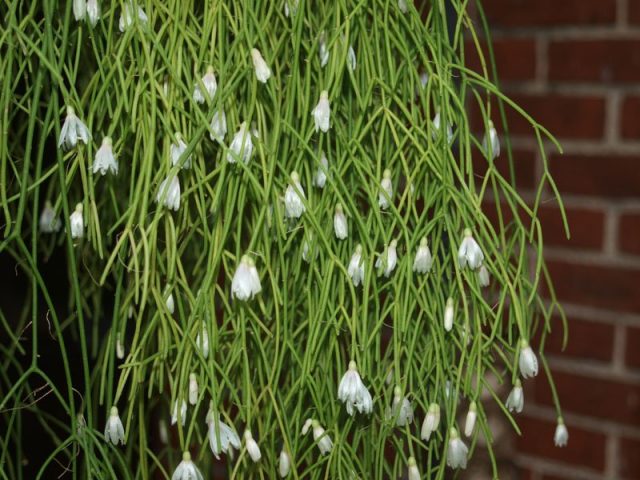 Рипсалис кампос-порто (Rhipsalis campos-portoana) Рипсалис кампос-порто (Rhipsalis campos-portoana)