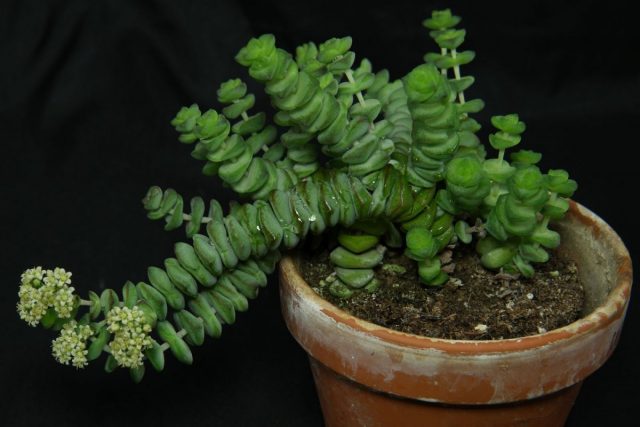 Толстянка наскальная (Crassula rupestris) Толстянка наскальная (Crassula rupestris)