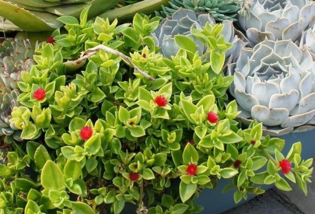 Мезембирантемум сердцелистный (Mesembryanthemum cordifolium) Мезембирантемум сердцелистный (Mesembryanthemum cordifolium)