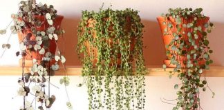 10 лучших ампельных суккулентов
